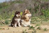 CHIEN FINNOIS DE LAPONIE 384